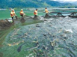 Họp Hội đồng thẩm định Quy hoạch vùng nuôi cá nước lạnh huyện Kon Plông, tỉnh Kon Tum đến năm 2020